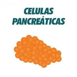 AC Anti Celulas Pancreaticas (Islotes de Langerhans)